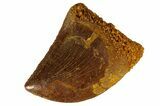 Serrated, Juvenile Carcharodontosaurus Tooth #186076-1